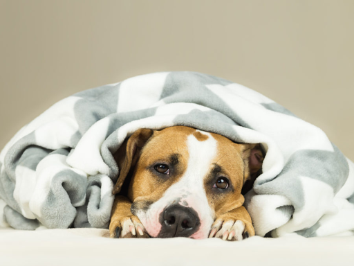 Natural Ways to Reduce Nervousness in Dogs